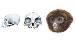 LITTLE BIG APE &nbsp;A reconstruction of a fossil primate’s 11.6-million-year-old skull, shown from the side and the front, reveals a mix of apelike and monkeylike features. This creature, depicted at right, may have been a surprisingly small ancestor of all modern apes.