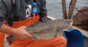CATCHING COD &nbsp;Researchers in the Gulf of Maine catch Atlantic cod to study how the fish populations have been affected by temperature.