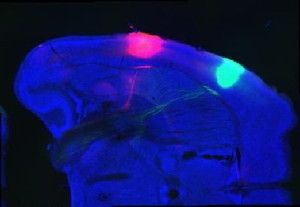 This image shows the location of the bitter cortex (red) and sweet ortex (green) in the mouse brain.