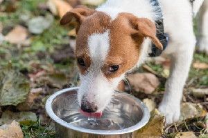 Jack Russell terrier drinking water.