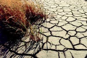 Dry marshland