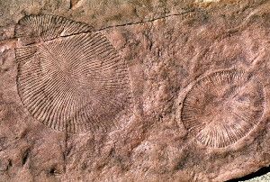 Image Caption: Dickinsonia fossils in South Australia, shown here, were likely formed by lichen or other microbial consortia, not from marine invertebrates or giant protists as previously theorized. Credit: Courtesy of Greg Retallack