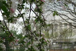 Flowering trees