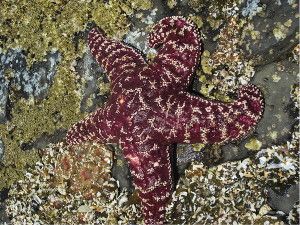 Sea star at Haystack Rock, Oregon, with a small white lesion on the arm pointing down. (Credit: Lisa Gardiner)