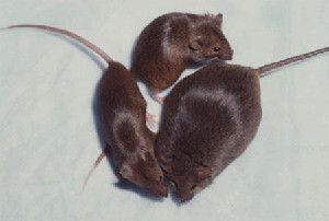 Skinny mice