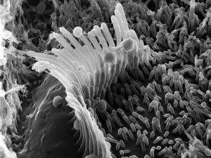 Hairy situation. Just like in human ears, the delicate sensory hairs in the rat inner ear (shown above) can be damaged by loud noise, chemicals, and infection.