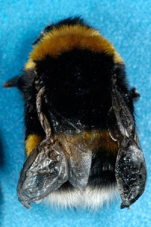 Grounded. A bumblebee with deformed wing virus from a 2006 study.