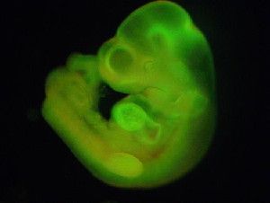 Photo Of A Mouse Fetus From The STAP Stem Cells Work Haruko Obokata