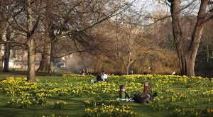 Daffodils bloomed in St James’s Park in London on March 1