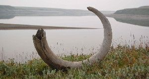 WHERE GIANTS WALKED &nbsp;Mammoths may have roamed steppes dominated by flowering herbs instead of grasses as previously thought, an analysis of ancient plant DNA suggests. Pictured is a mammoth tusk from the Logata River region in Russia.