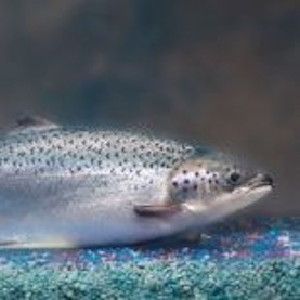 Transgenic AquAdvantage salmon grow twice as fast as wild Atlantic salmon.