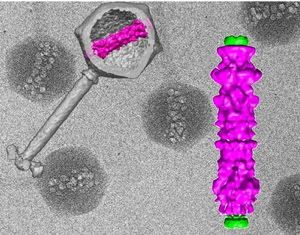 In the background, cryo-electron micrographs of purified viruses with their inner structure bubbling from radiation damage. Overlaid, (left) 3D computer reconstruction of a virus's outer shell and tail in gray, with the inner structure in magenta; (right) blow-up of the inner viral structure in magenta.
