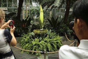 Visitors look on in anticipation of the blossoming corpse flower at the U.S. Botanic Garden in Washington.