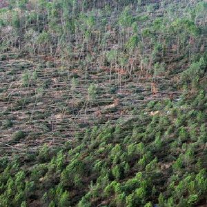 A storm in southern France in 2009 left splintered trees and a weakened carbon sink.