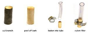 How to make a xylem filter Boutilier et al / PLOS ONE