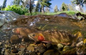 Yellowstone cutthroat trout (pictured) are declining thanks to pressure from larger invasive lake trout.