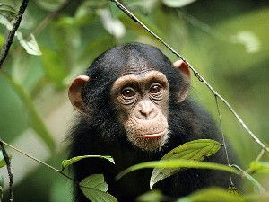 Young chimpanzee