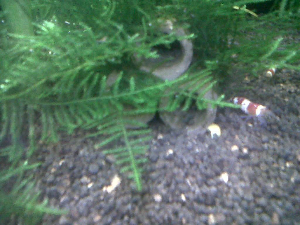 moss.jpg