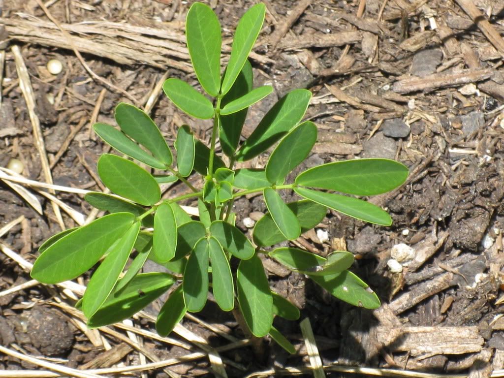 Does this look like Privet Cassia (Senna Ligustrinia)?