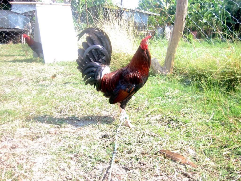 Jd Perry Hatch X Dan Gray Roundhead Pictures, Images & Photos Photobucket