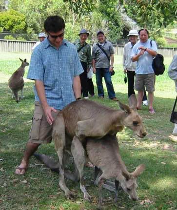 studly reclining kangaroo photo: Kangaroo 24513_1327793887194_1601350328_3080.jpg