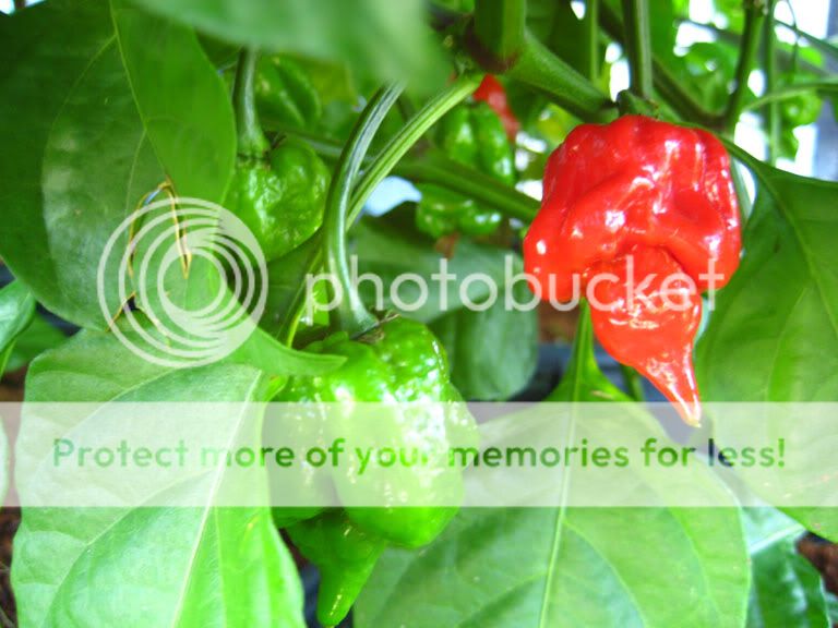 Ripe and unripe pods. The pods ripen from green to red.